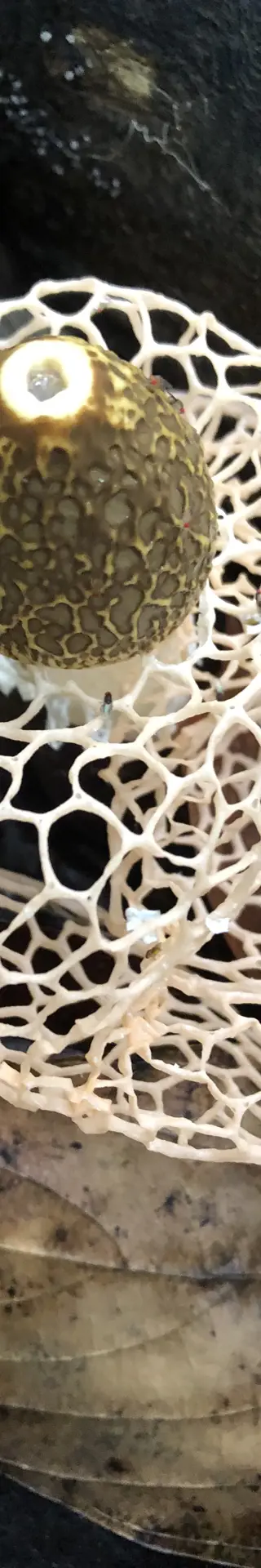 Schönheit pur, aber bloss für einen Tag